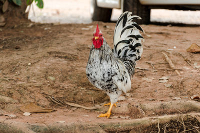 View of a bird on field