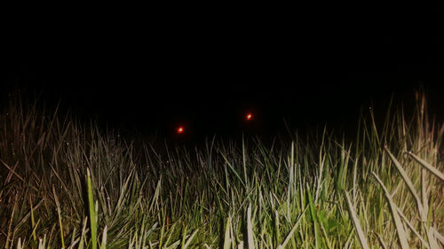 Illuminated grass on field at night