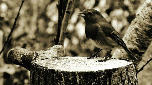 Close-up of bird perching on wooden post