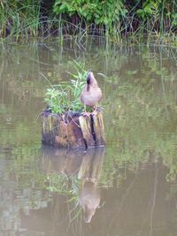 Duck swimming in lake