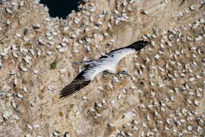Large white and black gannet sea-bird gliding on thermals and updraft on cliffs with nests below