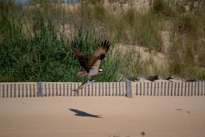 Osprey holding fish while flying over ground in sunny day