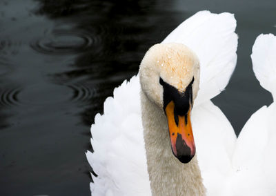 Close-up of swan swimming in lake