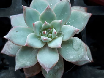 Close-up of succulent plant