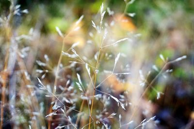 Close-up of spider web on plant