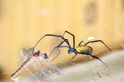 Close-up of spider on web