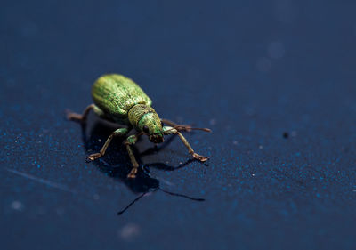 Close-up of grasshopper