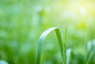 Close-up of grass growing on field