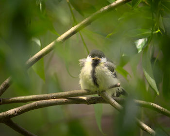 Low angle view of bird perching on branch