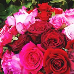 Close-up of pink rose