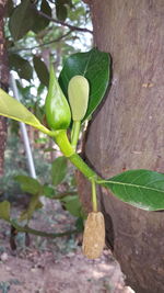 Close-up of fresh green plant