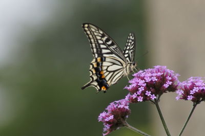 Close-up of butterfly pollinating flower