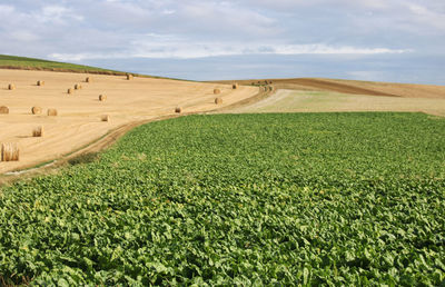 Scenic view of agricultural field against sky