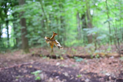 Deer jumping in forest