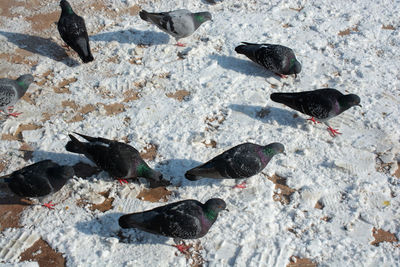 High angle view of bird on snow