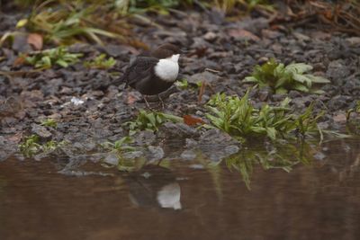 Close-up of bird perching on plant