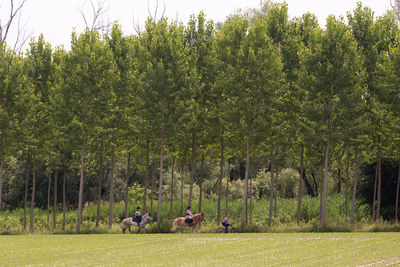 View of sheep on grassy field