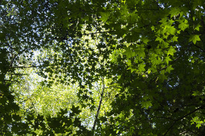 Low angle view of trees