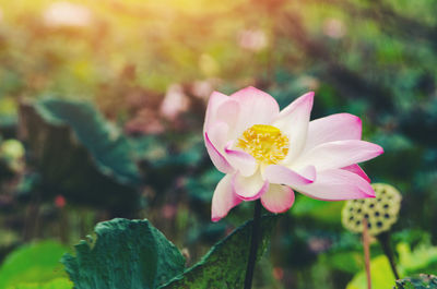 Close-up of pink flower