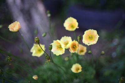 Close-up of yellow flowering plants on field