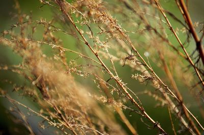 Close-up of plant