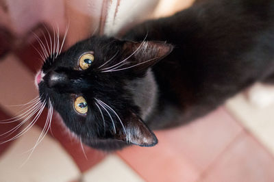 Portrait of black cat on floor