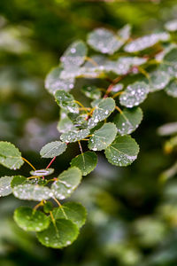 Close-up of water drops on plant