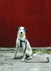 Portrait of white dog against red wall