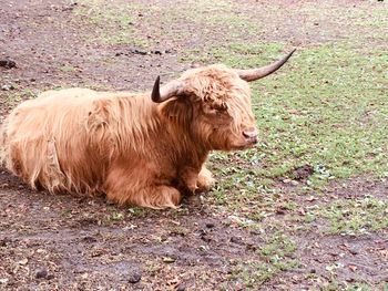 Cow in a field