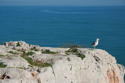 Bird perching on rock by sea against sky