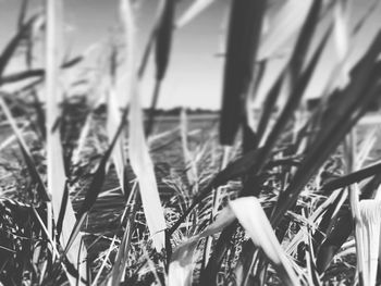 Close-up of grass in field