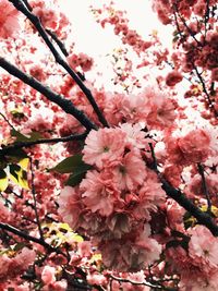 Pink cherry blossoms in spring