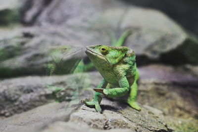 Close-up of lizard on rock