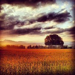 Scenic view of field against sky at sunset