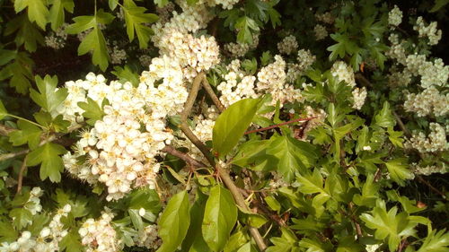 High angle view of white flowering plants on field