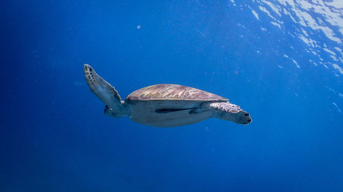 Swimming green sea turtle at pagkilatan