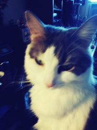 Close-up of cat