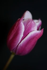 Close-up of pink flower against black background