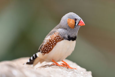 Close-up of bird perching