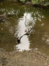 High angle view of bird in lake