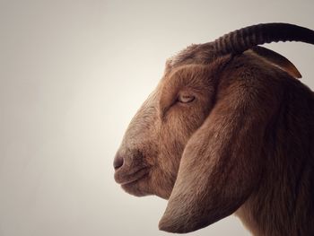 Close-up of goat against white background