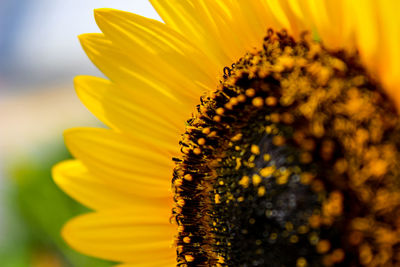 Close-up of sunflower