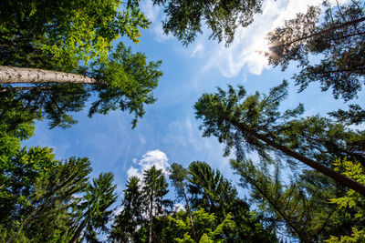 Low angle view of trees against sky