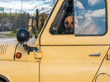 Close-up of dog on car window