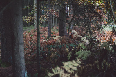 Trees growing in forest