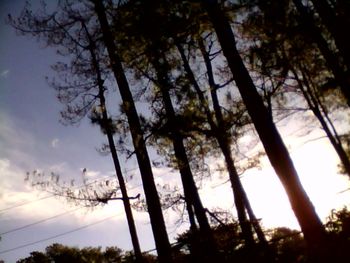 Low angle view of trees against sky