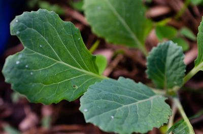 Close-up of green leaves