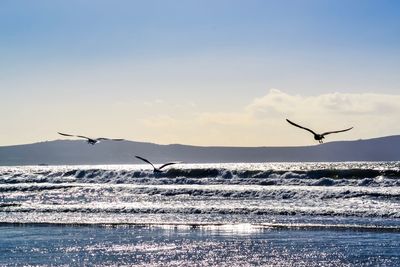 Birds flying over sea against sky