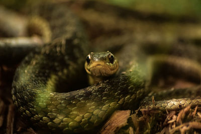 Close-up of snake