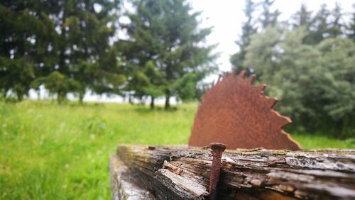 Close-up of tree stump